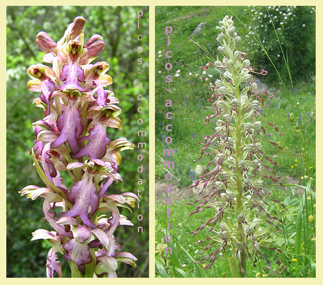 giant and lizard orchids
